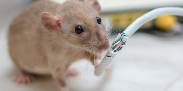 Top Tips to Protect Your Home From A Mouse Infestation