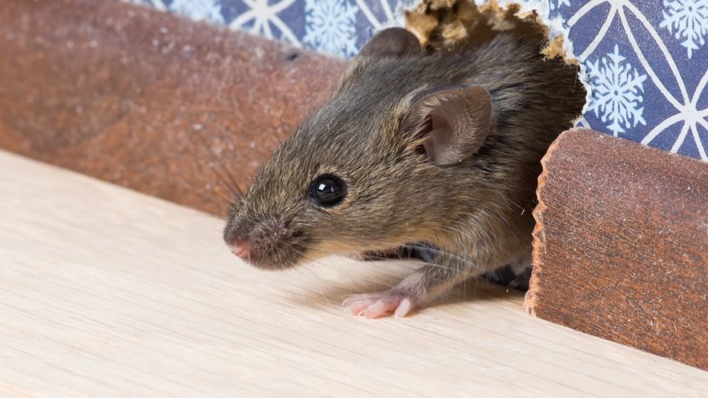 Can Mouse Infestation Be Dangerous?