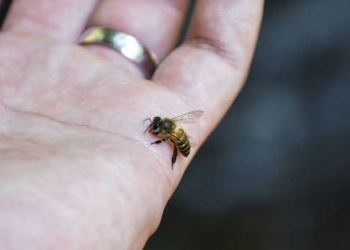 WHAT DOES IT MEAN WHEN A HONEY BEE STINGS YOU?