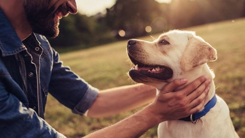 Improving Your Dog’s Health