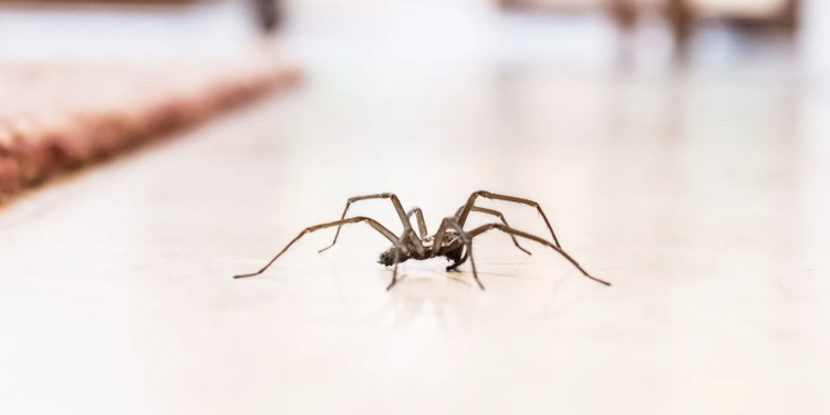 What Are The Best Methods To Control Spiders?
