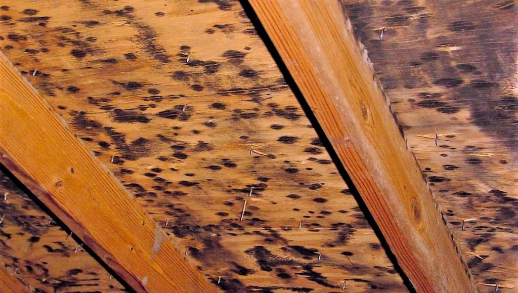 Image 1 of Mold in Attics, Basements, Ceilings and Crawl Spaces: The South Florida Dilemma