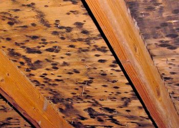 Image 1 of Mold in Attics, Basements, Ceilings and Crawl Spaces: The South Florida Dilemma