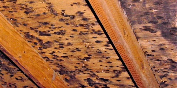 Image 1 of Mold in Attics, Basements, Ceilings and Crawl Spaces: The South Florida Dilemma